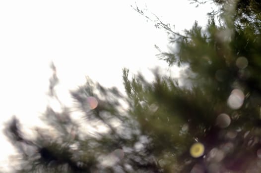 Blurry trees on a rainy day and shining light bokeh effect.