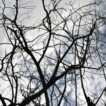 Tangled tree branches silhouette under a cloudy winter sky.