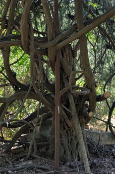 Tangled tree branches in abandoned garden.
