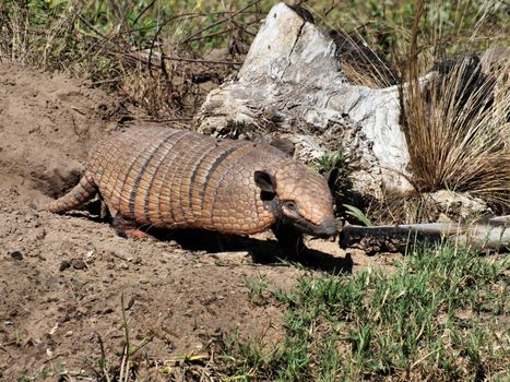 Armadillos are New World, placental mammals with a leathery armoured shell. They are found primarily in South and Central America, particularly in the Pantanal and surrounding areas. Many species are endangered.
