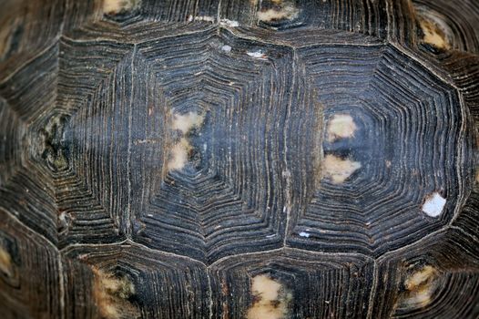 Turtle shell background texture macro. Selective focus.