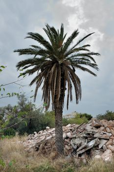 Withered palm tree next to a pile of rubble from demolished house.