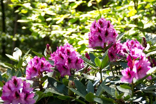 Beautiful rhododendron