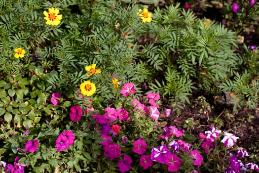 Lilac and yellow flowers in the grass
