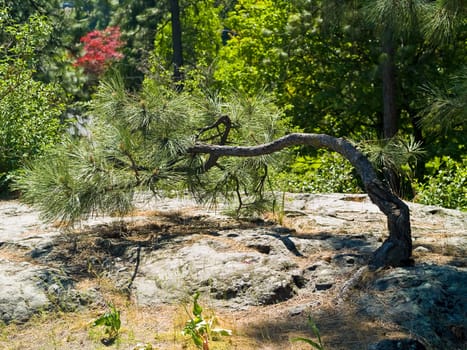 An Evergreen Tree Growing out of a Rock