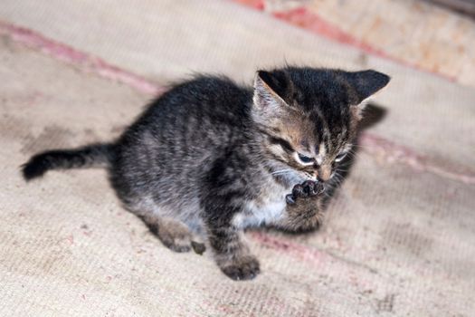 little kitten licking its paw