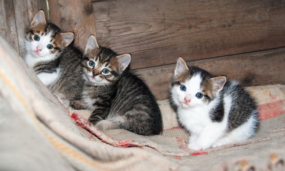 three little kittens sitting on the carpet
