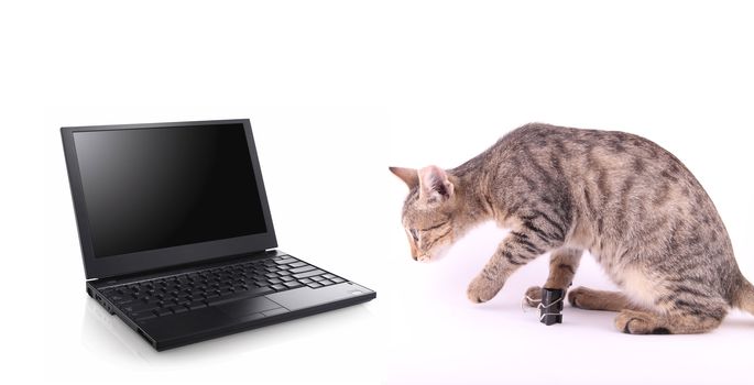 laptop and cat  on white background. tehnology concept