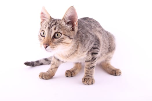 beautiful European cat on white background