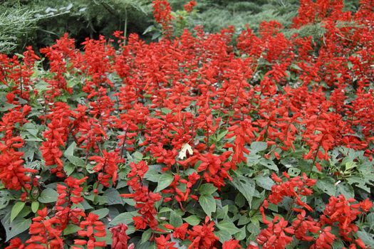 red flowers background or texture for site