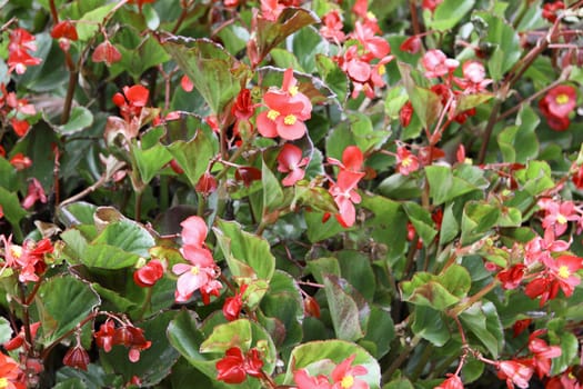 red flowers and green plants background or texture