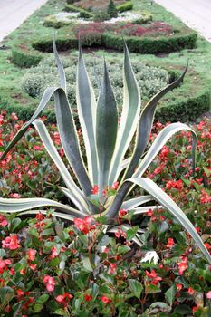 big plant with red flowers background or texture