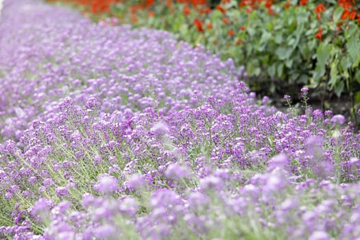 Purple flower carpet background or texture for site