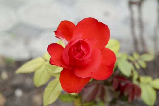 red flower background or texture for site