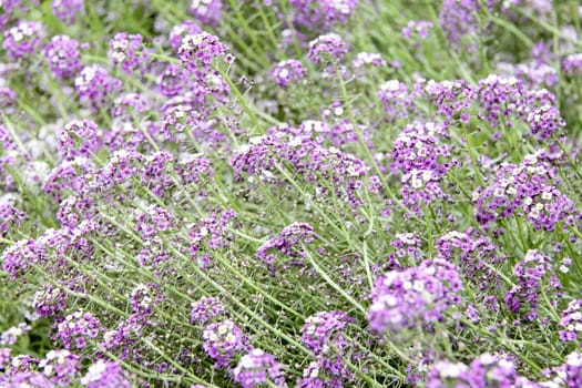 Purple flower carpet background or texture for you