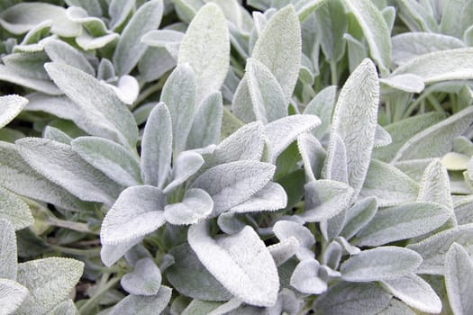 plant with white petals background or texture