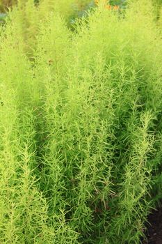 Abstract Nature of a Garden Hedge background