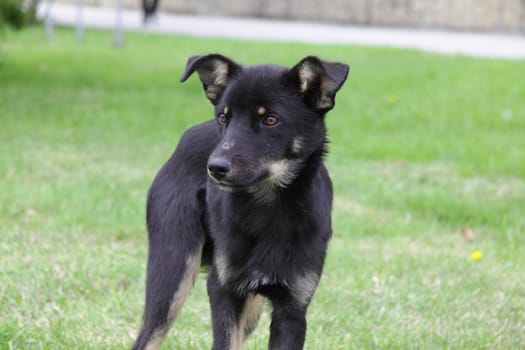 nice dog on grass background for you site