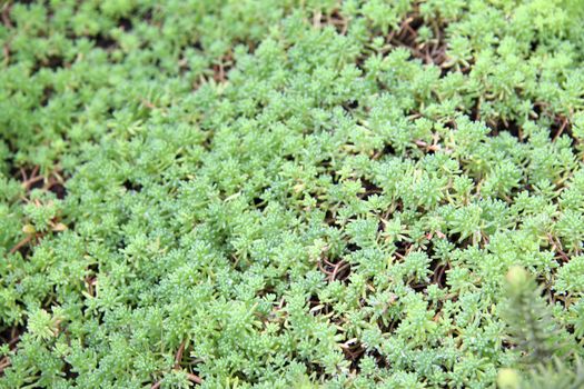 green plants background or texture for you site