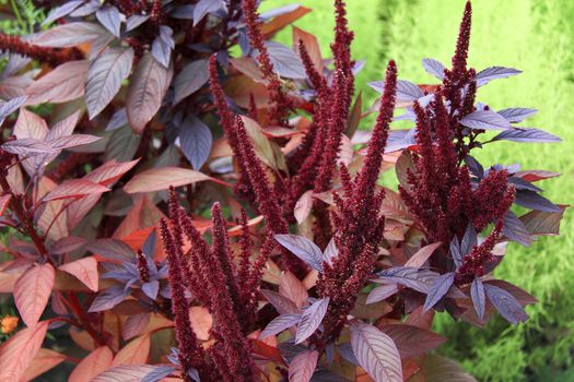 red flower in garden background or texture