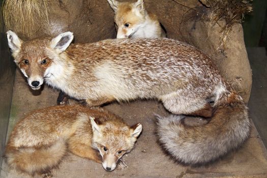 Fox and her progeny for you site