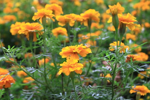 yellow flowers background or texture for site