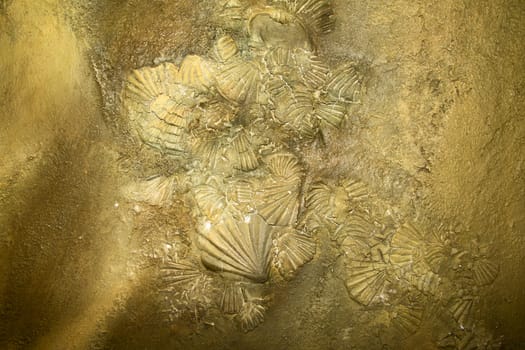 Shell sediment abstract background or texture site