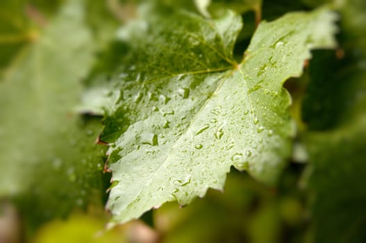 close up of grape leaf with water drops