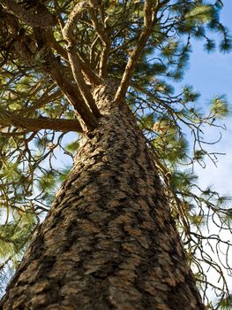 Evergreen tree with blue sky in the background 