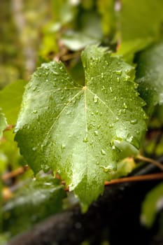 grape leaf with water drops background or texture