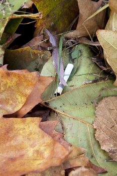 Cigarette butt in leaves for your site