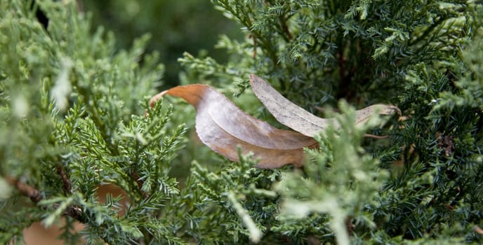 Dry leaves in pine tree for your site