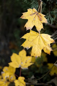 Dry yellow autumn leaves background or texture