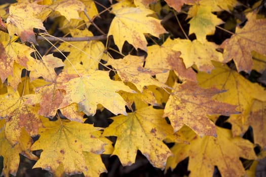 Background of dry yellow leaves for your site