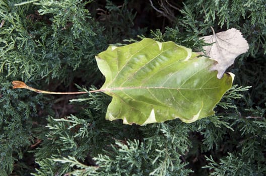 Green and dry leaves close up or background