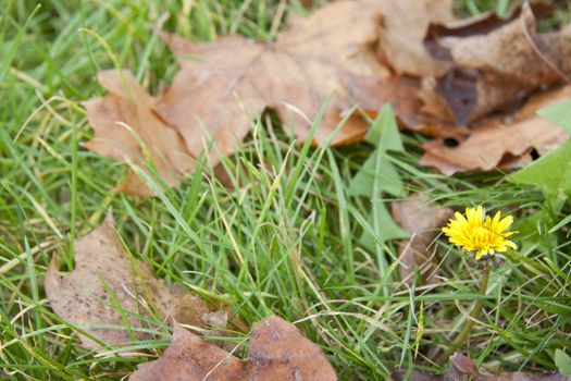 Dandelion in leaves and grass close up