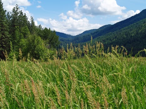 Grassy Field with Mountains and a Partly Cloudy Blue Sky in Background