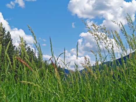 Grassy Field with Mountains and a Partly Cloudy Blue Sky in Background