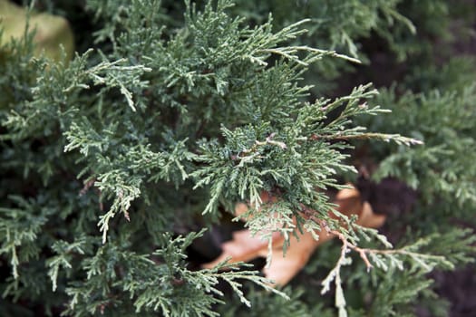 Pine tree close up background or texture