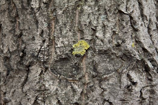 Peel tree with growing close up  for site