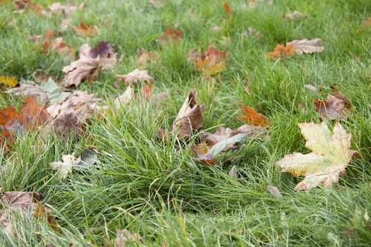 Dry leaves in grass close up background