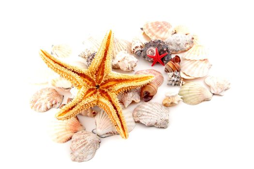 Seashell collection on white or isolated for you