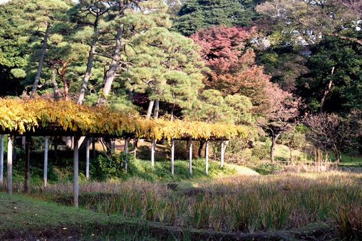 Trees and flowers in a Japanese autumn park 
