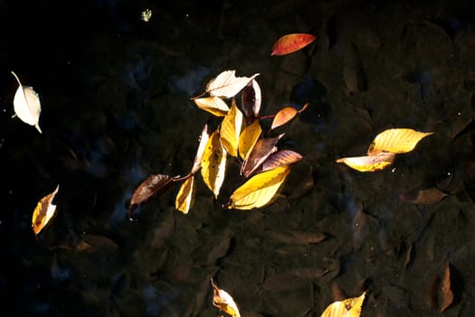 Several yellow leaveas in the dark water
