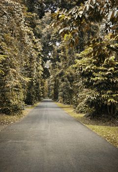 Pathway in Autumn, nice nature background