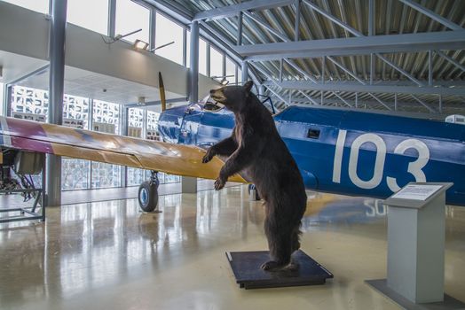 after a hunting trip in the canadian wilderness caught two of the officers in "little norway" a black bear cub that was called "funny" and was the camp mascot and animal companion, funny was particularly fond of cola, chocolate and especially beer, funny was taken to norway after the war, the pictures are shot in march 2013 by norwegian armed forces aircraft collection which is a military aviation museum located at gardermoen, north of oslo, norway.