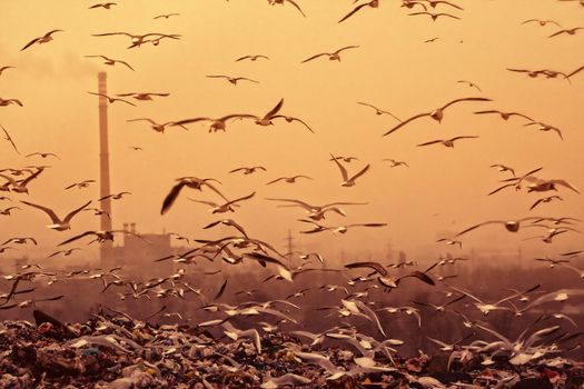 Apocalyptic background with birds chimney... retro style toned photo