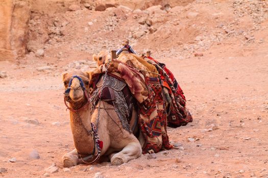 Camel sitting on a desert land
