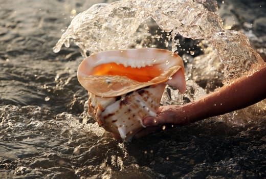 The big conch shell  on a background of water with sparks