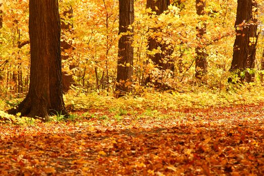 Scenic view of colorful forest in the fall